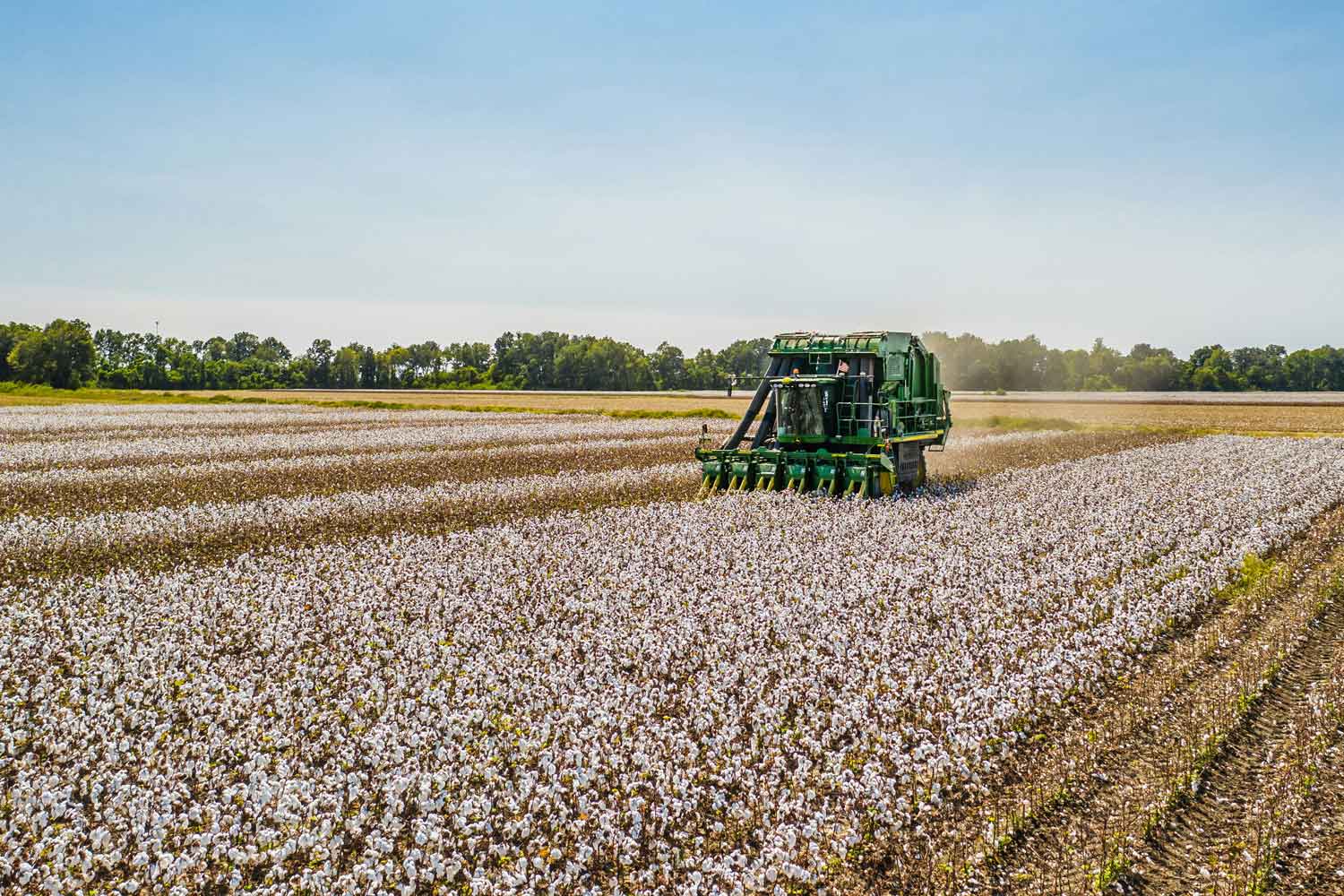 cotton field