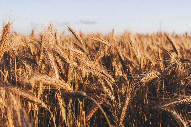 field of wheat