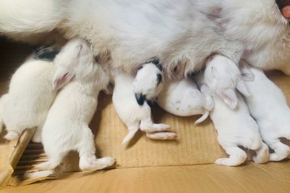 Baby rabbits